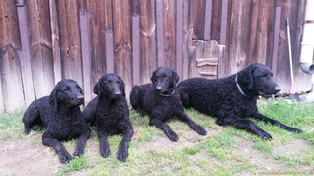 vlnr Annabella, Annemarie, Imea und Armin