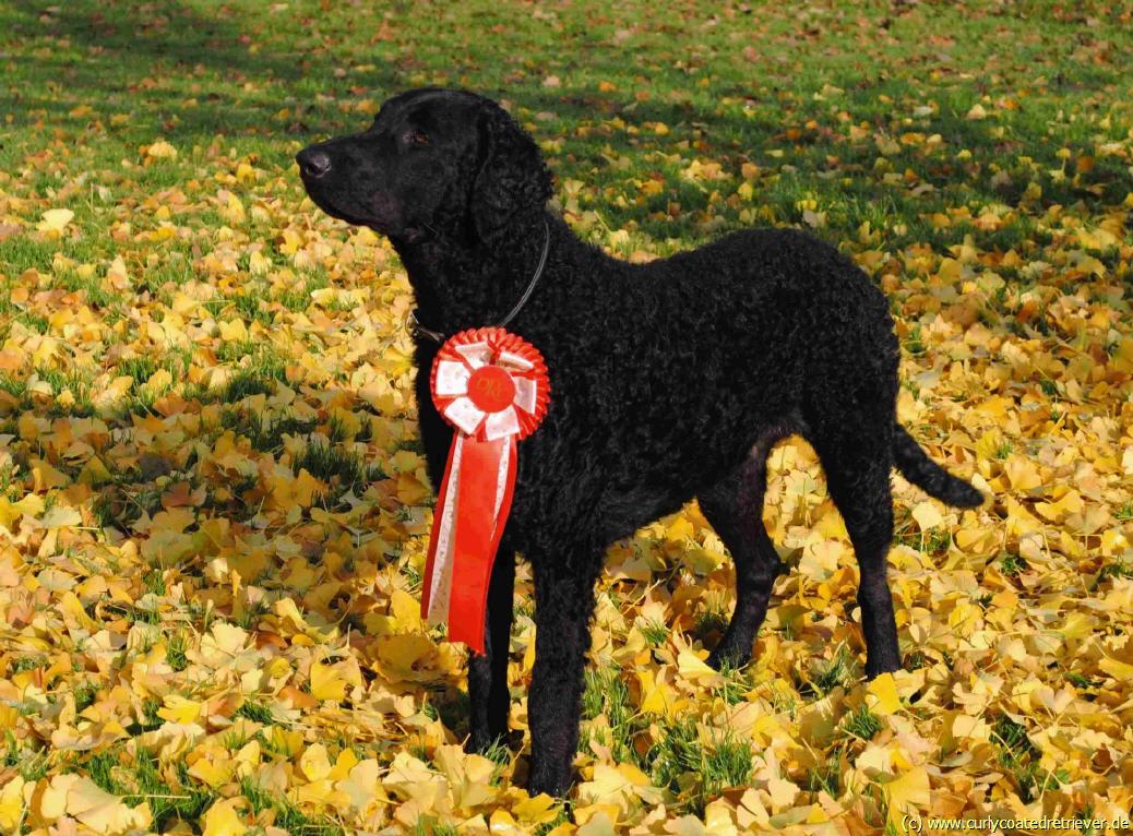 Unser "kleiner" Otto war zur Ausstellung :-)